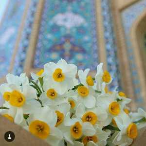 سنا بابائی کیاپی