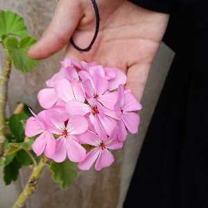 فاطمه پاک روح 