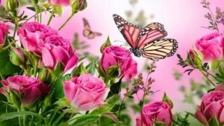 هرروز ده دقیقه قراان خواندم