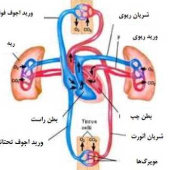 دستگاه انتقال مواد یا گردش خون
