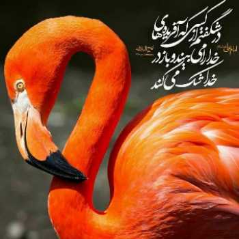 شگفتی های آفرینش ( 3 )