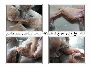 تشریح بال مرغ
