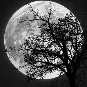 مهنا ساکی فر